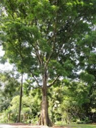 – African Mahogany – Senegal Mahogany – Dry-zone Mahoganyمن أسمائها المتداولة: خايا سنغالية – الماهوجني الأفريقي – الماهوجني السنغالي
