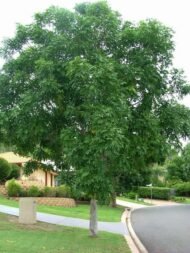 – African Mahogany – Senegal Mahogany – Dry-zone Mahoganyمن أسمائها المتداولة: خايا سنغالية – الماهوجني الأفريقي – الماهوجني السنغالي