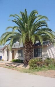 من أسمائها المتداولة: نخيل الكناري، نخيل البلح الكناري، نخيل جزر الكناري، Canary Island Date Palm، Pineapple Palm