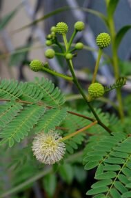 – Leucaena – White Leadtree – Lead Tree – Subabul – Ipil-ipil – Leucaena leucocephalaمن أسمائها المتداولة: لوسينا النحل – لوسينا – شجرة الرصاص – شجرة التمر الهندي المكسيكي