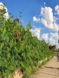 – Leucaena – White Leadtree – Lead Tree – Subabul – Ipil-ipil – Leucaena leucocephalaمن أسمائها المتداولة: لوسينا النحل – لوسينا – شجرة الرصاص – شجرة التمر الهندي المكسيكي