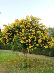 – Yellow Bells – Yellow Trumpetbush – Yellow Elderمن أسمائها المتداولة: تيكوما – تيكوما صفراء – تيكومـا جرسية