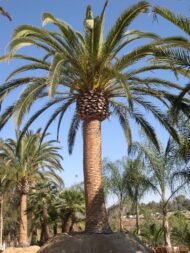 من أسمائها المتداولة: نخيل الكناري، نخيل البلح الكناري، نخيل جزر الكناري، Canary Island Date Palm، Pineapple Palm