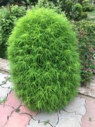 🌿 كوكيا – Bassia scoparia الاسم العلمي: Bassia scoparia (L.) A.J.Scott من أسمائها المتداولة: كوكيا – كوشيا – كوشيا كوتونيا – السرو الصيفي – شجرة المكنسة – Kochia – Burning Bush – Summer Cypress – Mexican Fireweed – Belvedere