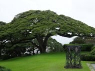 من أسمائها المتداولة: لبخ السامان – السامان – شجرة المطر – شجرة الظل – Rain Tree – Saman Tree – Monkeypod – Saman – Cow Tamarindالاسم المتداول سابقًا: Albizia saman (Jacq.) F.Muell.