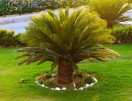من أسمائها المتداولة: السيكاس، نخيل السيكاس، نخيل الساغو الياباني، Sago Palm، Japanese Sago Palm، King Sago Palm