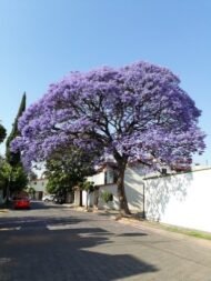 ⁦🌿 بذور الجاكاراندا – Jacaranda mimosifolia⁩ - الصورة ⁦5⁩
