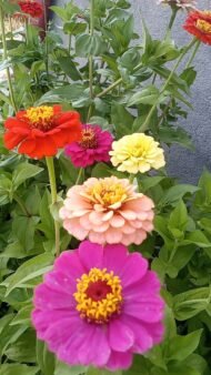 من أسمائها المتداولة: الزيزينيا البلدي – زينيا – زينيا بلدي – زهرة الزينيا – Zinnia – Common Zinnia – Elegant Zinnia – Youth-and-old-age
