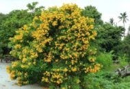 – Yellow Bells – Yellow Trumpetbush – Yellow Elderمن أسمائها المتداولة: تيكوما – تيكوما صفراء – تيكومـا جرسية