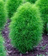🌿 كوكيا – Bassia scoparia الاسم العلمي: Bassia scoparia (L.) A.J.Scott من أسمائها المتداولة: كوكيا – كوشيا – كوشيا كوتونيا – السرو الصيفي – شجرة المكنسة – Kochia – Burning Bush – Summer Cypress – Mexican Fireweed – Belvedere