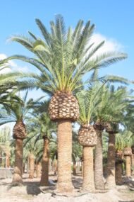 من أسمائها المتداولة: نخيل الكناري، نخيل البلح الكناري، نخيل جزر الكناري، Canary Island Date Palm، Pineapple Palm