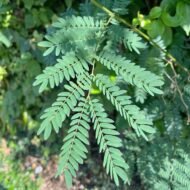– Leucaena – White Leadtree – Lead Tree – Subabul – Ipil-ipil – Leucaena leucocephalaمن أسمائها المتداولة: لوسينا النحل – لوسينا – شجرة الرصاص – شجرة التمر الهندي المكسيكي