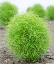 🌿 كوكيا – Bassia scoparia الاسم العلمي: Bassia scoparia (L.) A.J.Scott من أسمائها المتداولة: كوكيا – كوشيا – كوشيا كوتونيا – السرو الصيفي – شجرة المكنسة – Kochia – Burning Bush – Summer Cypress – Mexican Fireweed – Belvedere