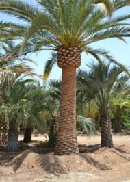 من أسمائها المتداولة: نخيل الكناري، نخيل البلح الكناري، نخيل جزر الكناري، Canary Island Date Palm، Pineapple Palm