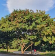– Leucaena – White Leadtree – Lead Tree – Subabul – Ipil-ipil – Leucaena leucocephalaمن أسمائها المتداولة: لوسينا النحل – لوسينا – شجرة الرصاص – شجرة التمر الهندي المكسيكي