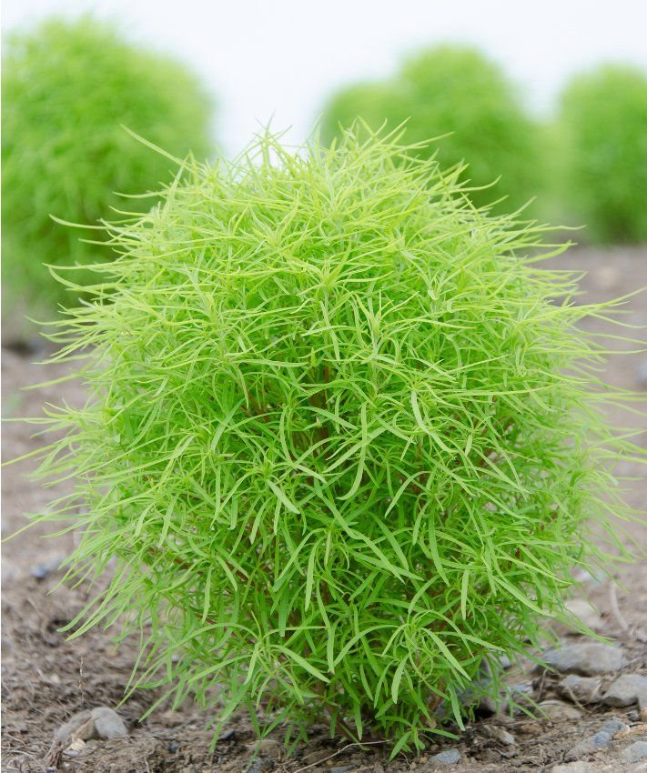 🌿 كوكيا – Bassia scoparia الاسم العلمي: Bassia scoparia (L.) A.J.Scott من أسمائها المتداولة: كوكيا – كوشيا – كوشيا كوتونيا – السرو الصيفي – شجرة المكنسة – Kochia – Burning Bush – Summer Cypress – Mexican Fireweed – Belvedere