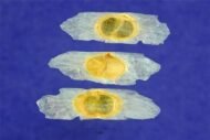 – Yellow Bells – Yellow Trumpetbush – Yellow Elderمن أسمائها المتداولة: تيكوما – تيكوما صفراء – تيكومـا جرسية