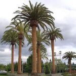 من أسمائها المتداولة: نخيل الكناري، نخيل البلح الكناري، نخيل جزر الكناري، Canary Island Date Palm، Pineapple Palm