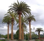 من أسمائها المتداولة: نخيل الكناري، نخيل البلح الكناري، نخيل جزر الكناري، Canary Island Date Palm، Pineapple Palm