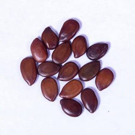 – Leucaena – White Leadtree – Lead Tree – Subabul – Ipil-ipil – Leucaena leucocephalaمن أسمائها المتداولة: لوسينا النحل – لوسينا – شجرة الرصاص – شجرة التمر الهندي المكسيكي