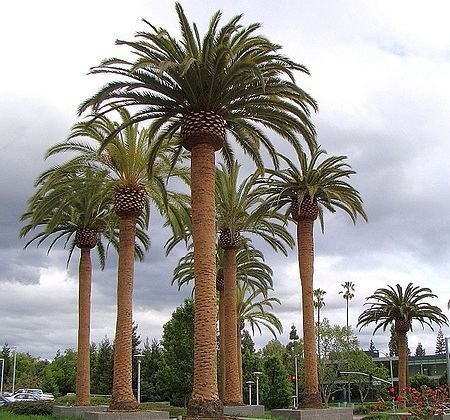 من أسمائها المتداولة: نخيل الكناري، نخيل البلح الكناري، نخيل جزر الكناري، Canary Island Date Palm، Pineapple Palm