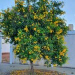 – Yellow Bells – Yellow Trumpetbush – Yellow Elderمن أسمائها المتداولة: تيكوما – تيكوما صفراء – تيكومـا جرسية