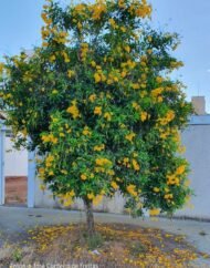 – Yellow Bells – Yellow Trumpetbush – Yellow Elderمن أسمائها المتداولة: تيكوما – تيكوما صفراء – تيكومـا جرسية
