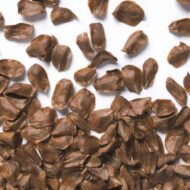 🌿 سرو بلدي – Cupressus الاسم العلمي: Cupressus sempervirens L. من أسمائها المتداولة: سرو بلدي – السرو الإيطالي – السرو الدائم الخضرة – السرو العمودي – Cypress – Mediterranean Cypress – Italian Cypress – Common Cypress