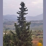 🌿 سرو بلدي – Cupressus الاسم العلمي: Cupressus sempervirens L. من أسمائها المتداولة: سرو بلدي – السرو الإيطالي – السرو الدائم الخضرة – السرو العمودي – Cypress – Mediterranean Cypress – Italian Cypress – Common Cypress