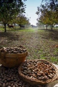 – Pecan – Pecan Tree – Pecan Nut – Carya illinoinensisمن أسمائها المتداولة: البيكان – شجرة البيكان – جوز البيكان – جوز البقان