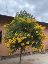 – Yellow Bells – Yellow Trumpetbush – Yellow Elderمن أسمائها المتداولة: تيكوما – تيكوما صفراء – تيكومـا جرسية
