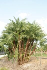 من أسمائها المتداولة: نخيل الروبيلي، نخيل التمر القزم، نخيل روبل، Dwarf Date Palm، Pygmy Date Palm