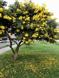 – Yellow Bells – Yellow Trumpetbush – Yellow Elderمن أسمائها المتداولة: تيكوما – تيكوما صفراء – تيكومـا جرسية