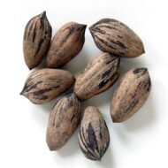 – Pecan – Pecan Tree – Pecan Nut – Carya illinoinensisمن أسمائها المتداولة: البيكان – شجرة البيكان – جوز البيكان – جوز البقان