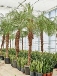 من أسمائها المتداولة: نخيل الروبيلي، نخيل التمر القزم، نخيل روبل، Dwarf Date Palm، Pygmy Date Palm