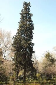 🌿 سرو بلدي – Cupressus الاسم العلمي: Cupressus sempervirens L. من أسمائها المتداولة: سرو بلدي – السرو الإيطالي – السرو الدائم الخضرة – السرو العمودي – Cypress – Mediterranean Cypress – Italian Cypress – Common Cypress