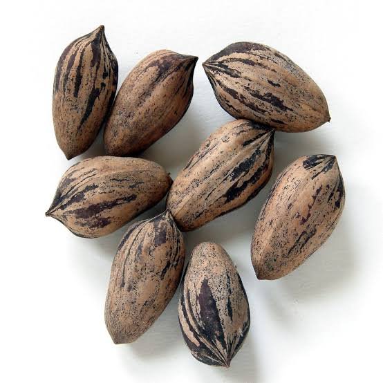 – Pecan – Pecan Tree – Pecan Nut – Carya illinoinensisمن أسمائها المتداولة: البيكان – شجرة البيكان – جوز البيكان – جوز البقان