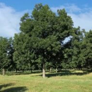 – Pecan – Pecan Tree – Pecan Nut – Carya illinoinensisمن أسمائها المتداولة: البيكان – شجرة البيكان – جوز البيكان – جوز البقان