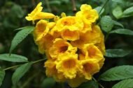 – Yellow Bells – Yellow Trumpetbush – Yellow Elderمن أسمائها المتداولة: تيكوما – تيكوما صفراء – تيكومـا جرسية