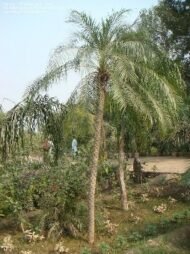 من أسمائها المتداولة: نخيل الروبيلي، نخيل التمر القزم، نخيل روبل، Dwarf Date Palm، Pygmy Date Palm