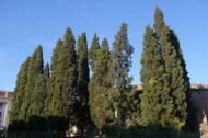 🌿 سرو بلدي – Cupressus الاسم العلمي: Cupressus sempervirens L. من أسمائها المتداولة: سرو بلدي – السرو الإيطالي – السرو الدائم الخضرة – السرو العمودي – Cypress – Mediterranean Cypress – Italian Cypress – Common Cypress
