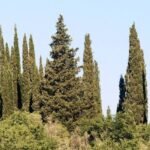 🌿 سرو بلدي – Cupressus الاسم العلمي: Cupressus sempervirens L. من أسمائها المتداولة: سرو بلدي – السرو الإيطالي – السرو الدائم الخضرة – السرو العمودي – Cypress – Mediterranean Cypress – Italian Cypress – Common Cypress