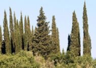 🌿 سرو بلدي – Cupressus الاسم العلمي: Cupressus sempervirens L. من أسمائها المتداولة: سرو بلدي – السرو الإيطالي – السرو الدائم الخضرة – السرو العمودي – Cypress – Mediterranean Cypress – Italian Cypress – Common Cypress