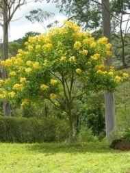 – Yellow Bells – Yellow Trumpetbush – Yellow Elderمن أسمائها المتداولة: تيكوما – تيكوما صفراء – تيكومـا جرسية