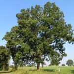 – Pecan – Pecan Tree – Pecan Nut – Carya illinoinensisمن أسمائها المتداولة: البيكان – شجرة البيكان – جوز البيكان – جوز البقان
