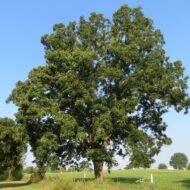 – Pecan – Pecan Tree – Pecan Nut – Carya illinoinensisمن أسمائها المتداولة: البيكان – شجرة البيكان – جوز البيكان – جوز البقان