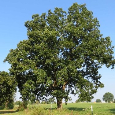 – Pecan – Pecan Tree – Pecan Nut – Carya illinoinensisمن أسمائها المتداولة: البيكان – شجرة البيكان – جوز البيكان – جوز البقان