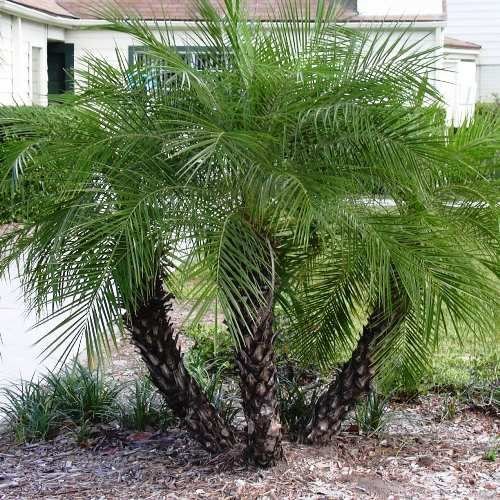 من أسمائها المتداولة: نخيل الروبيلي، نخيل التمر القزم، نخيل روبل، Dwarf Date Palm، Pygmy Date Palm