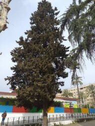 🌿 سرو بلدي – Cupressus الاسم العلمي: Cupressus sempervirens L. من أسمائها المتداولة: سرو بلدي – السرو الإيطالي – السرو الدائم الخضرة – السرو العمودي – Cypress – Mediterranean Cypress – Italian Cypress – Common Cypress