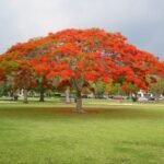 – Flame Tree – Royal Poinciana – Flamboyant Treeمن أسمائها المتداولة: بونسيانا – بونسيانا حمراء – شجرة اللهب – فلامبويانت